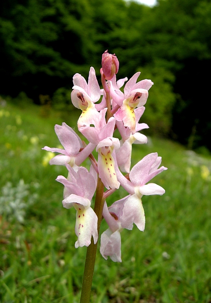 Orchis colemanii - variazioni cromatiche